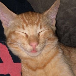 Meet your Posher, Hazel